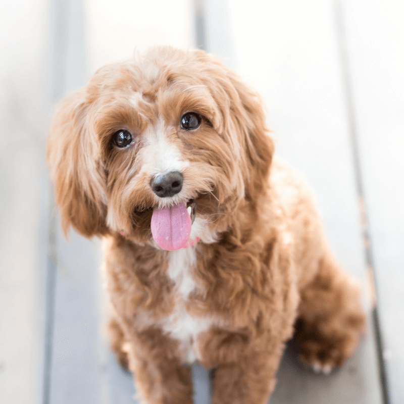 cute little brown dog