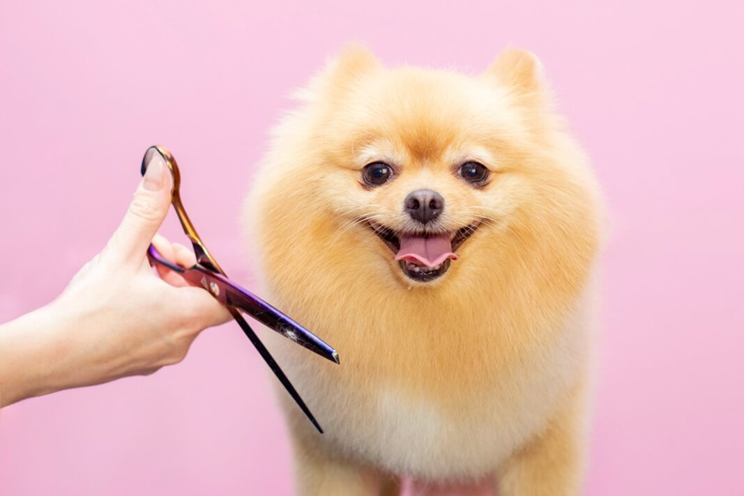 Pet Groomers In Maiden, NC East Catawba Animal Clinic