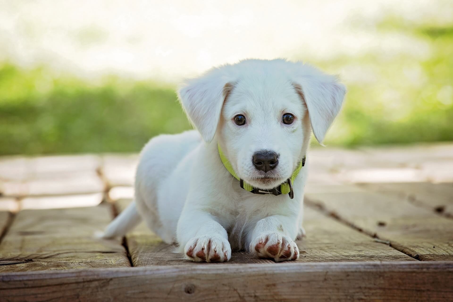 puppy laying down