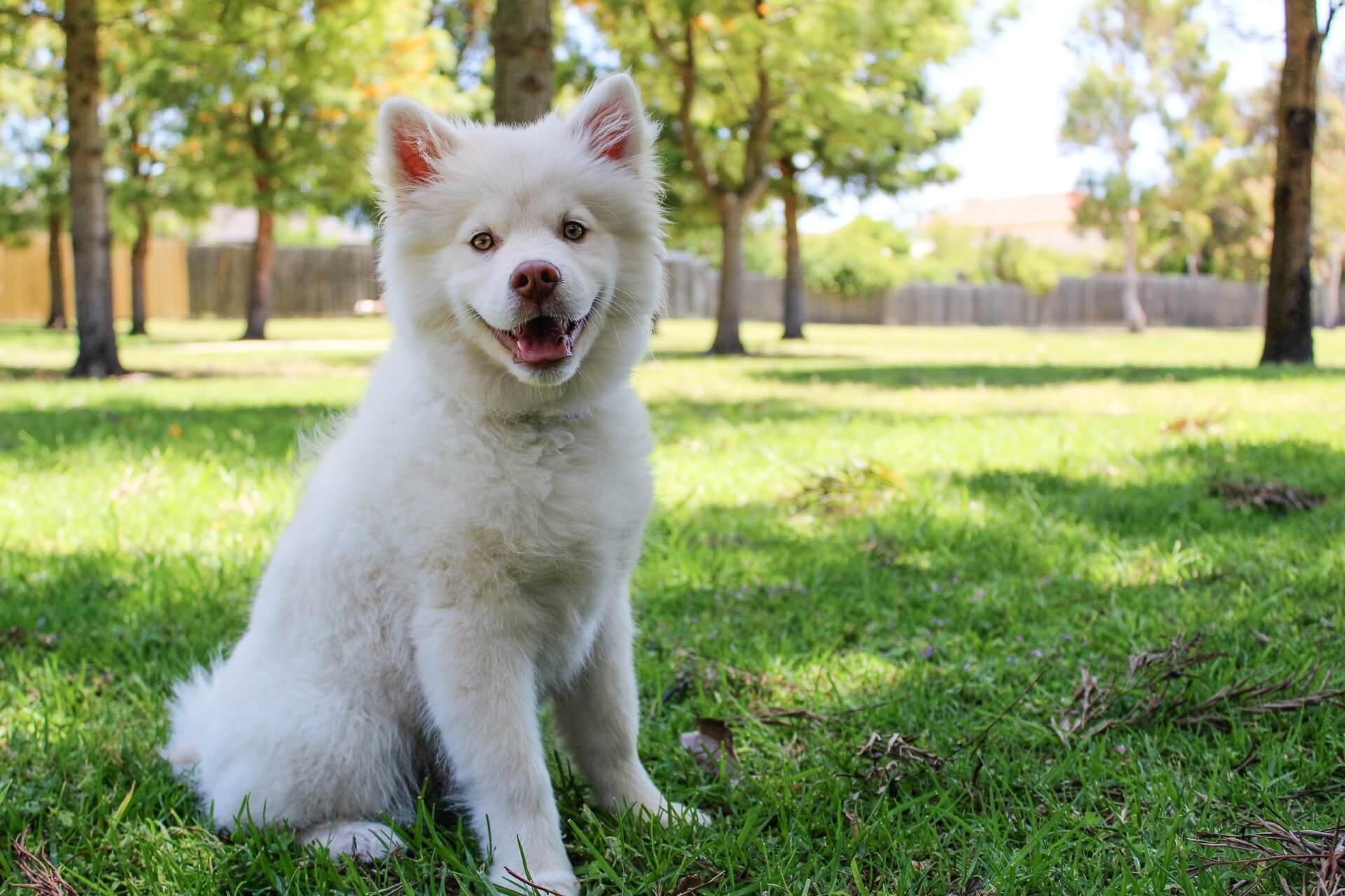 white puppy