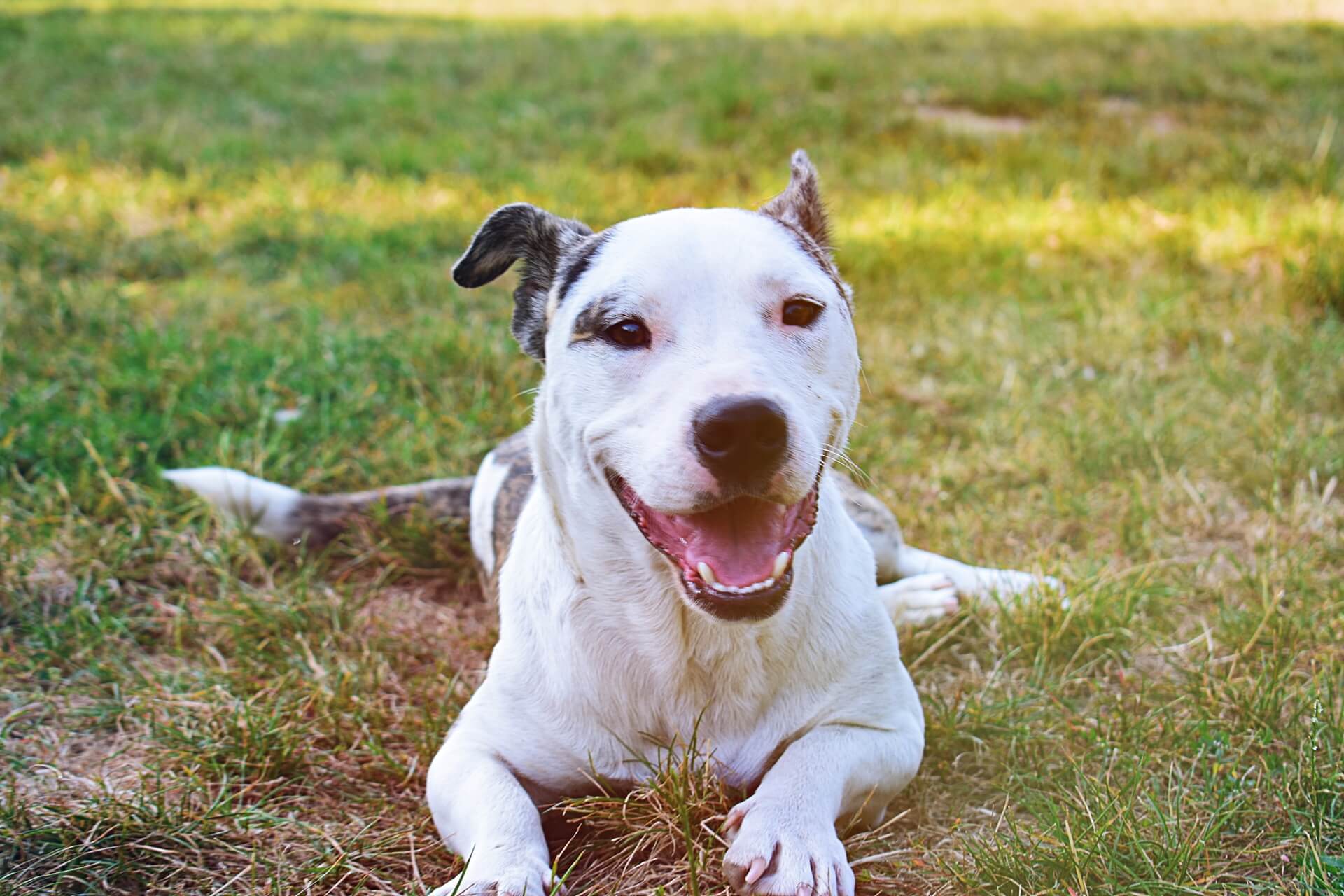 dog in the grass