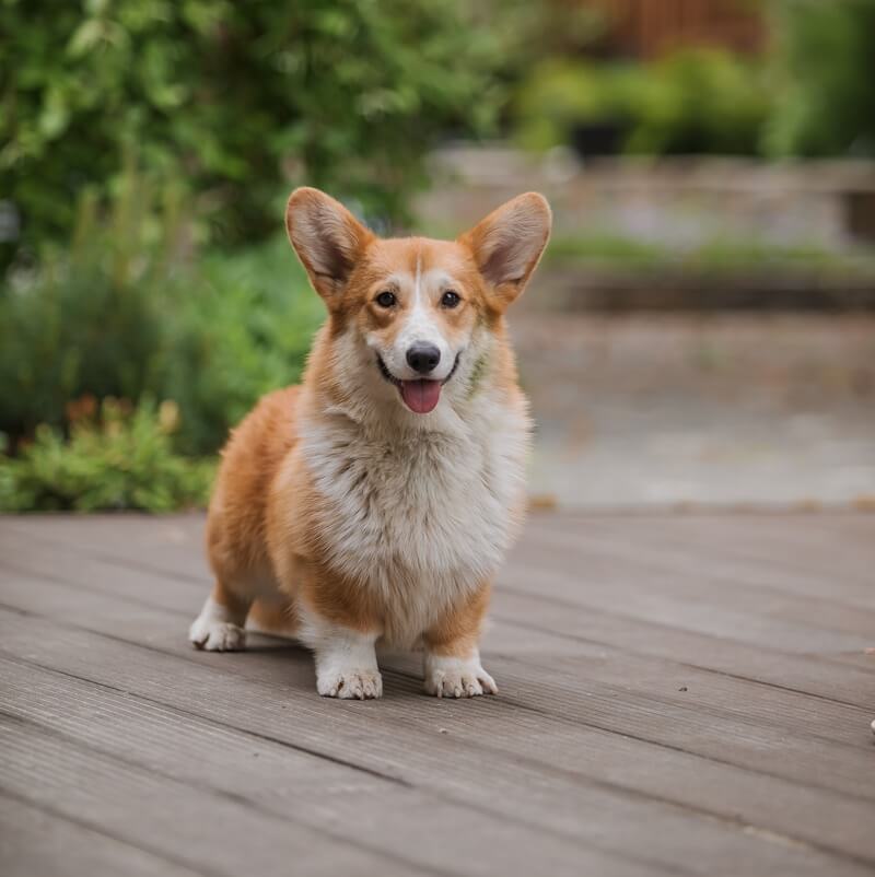 Your Pet’s First Visit | East Catawba Animal Clinic